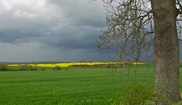 Rotations beyond cover crops